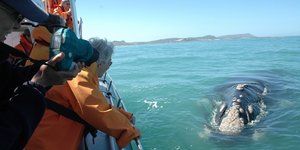 Exploring Gansbaai By Boat